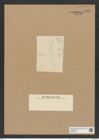 Actinoptychus sp. (de-Toni-Nr.: Genus 227) Zeichnungen Sammlung Grunow Nr. 9531 (NHMW-BOT-W0379523)